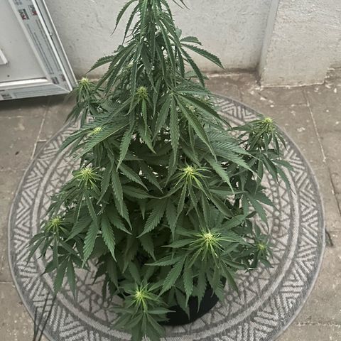 Ami growlog timeline photo