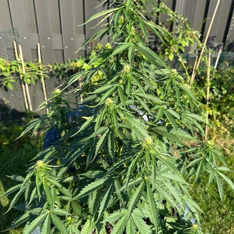 Ami growlog timeline photo