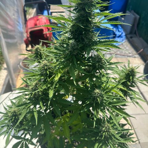 Ami growlog timeline photo