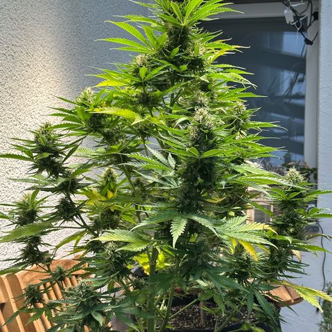 Ami growlog timeline photo