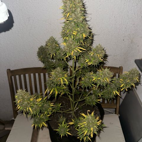 Ami growlog timeline photo