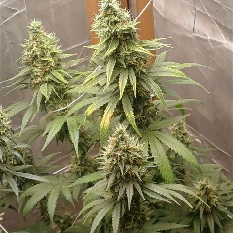 BIB BUD growlog timeline photo