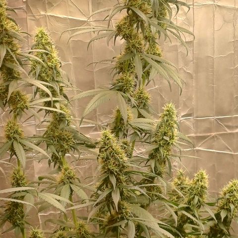 BIB BUD growlog timeline photo