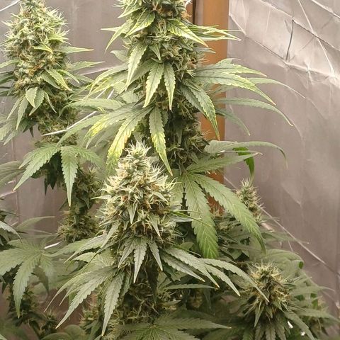 BIB BUD growlog timeline photo