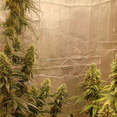BIB BUD growlog timeline photo