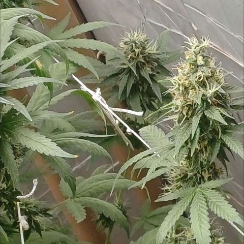 BIB BUD growlog timeline photo