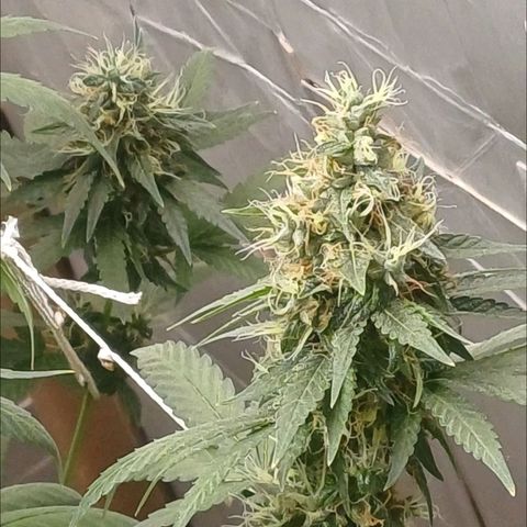 BIB BUD growlog timeline photo