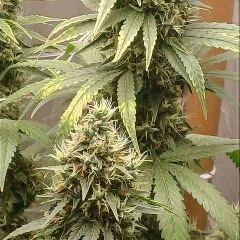 BIB BUD growlog timeline photo