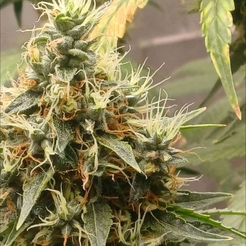 BIB BUD growlog timeline photo