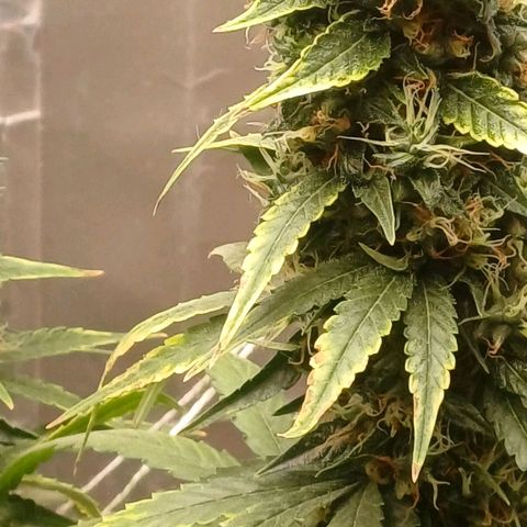BIB BUD growlog timeline photo