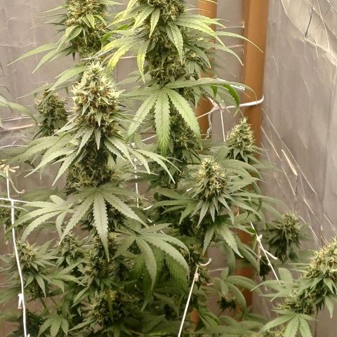 BIB BUD growlog timeline photo