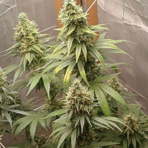 BIB BUD growlog timeline photo