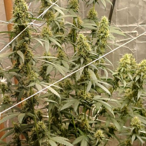 BIB BUD growlog timeline photo