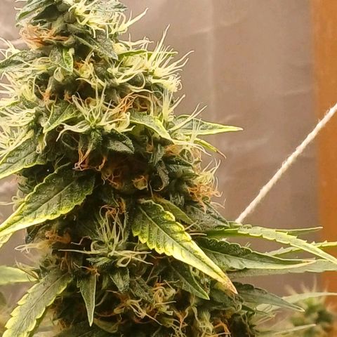 BIB BUD growlog timeline photo