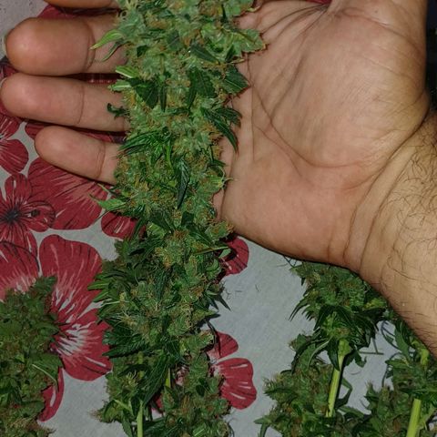 BIB BUD growlog photo: Colheita