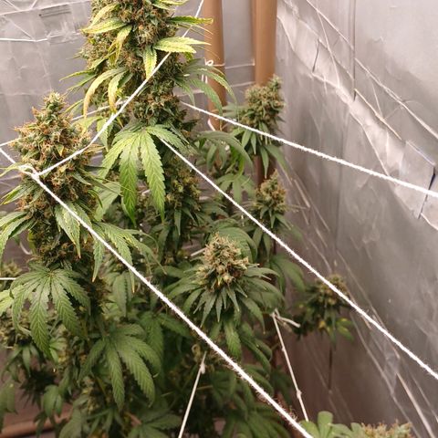 BIB BUD growlog photo: Colheita