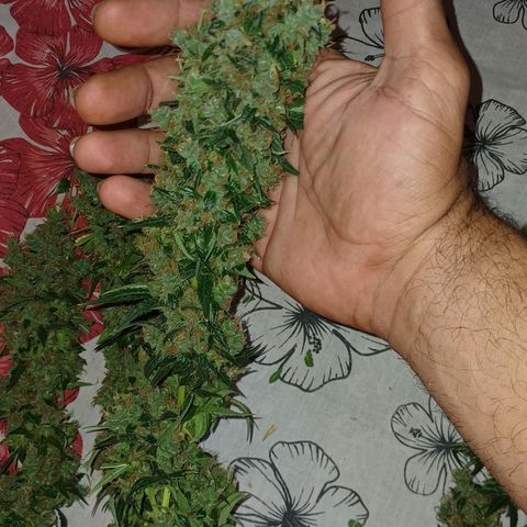 BIB BUD growlog photo: Colheita