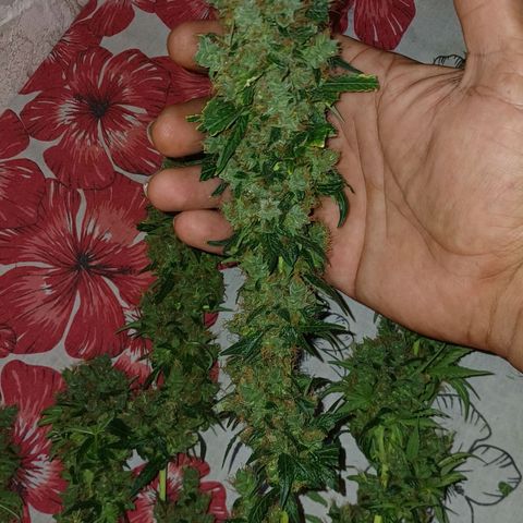 BIB BUD growlog photo: Colheita