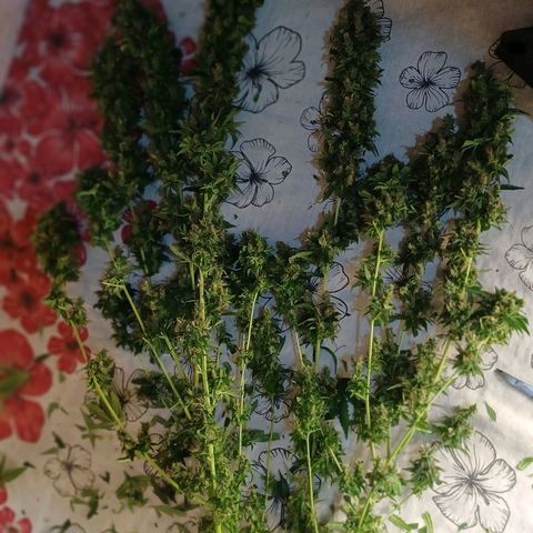 BIB BUD growlog photo: Colheita