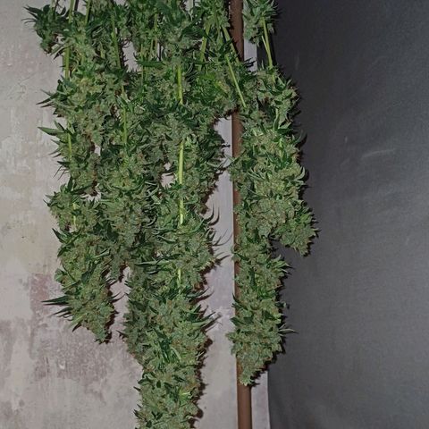BIB BUD growlog photo: Colheita