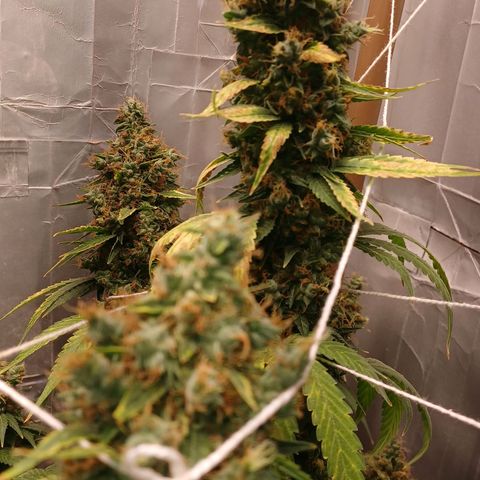 BIB BUD growlog photo: Colheita