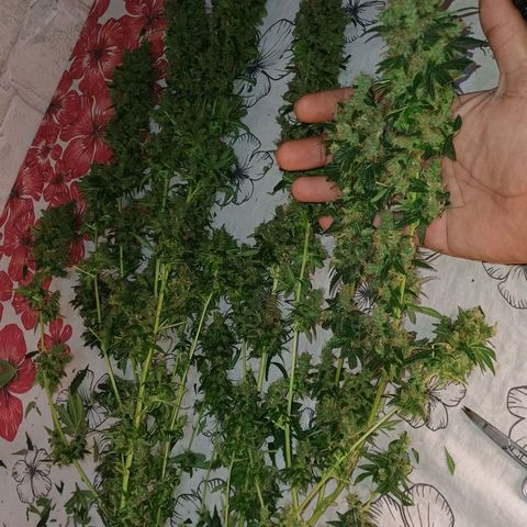 BIB BUD growlog photo: Colheita