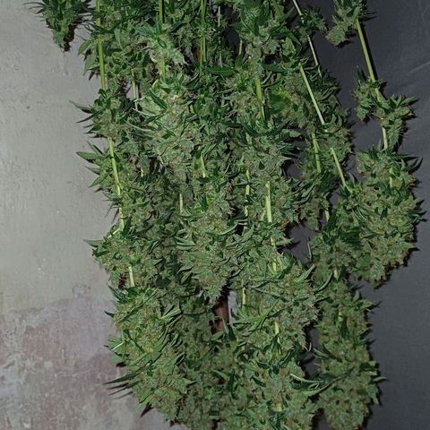 BIB BUD growlog photo: Colheita