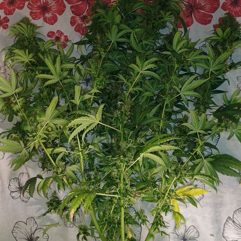 BIB BUD growlog photo: Colheita