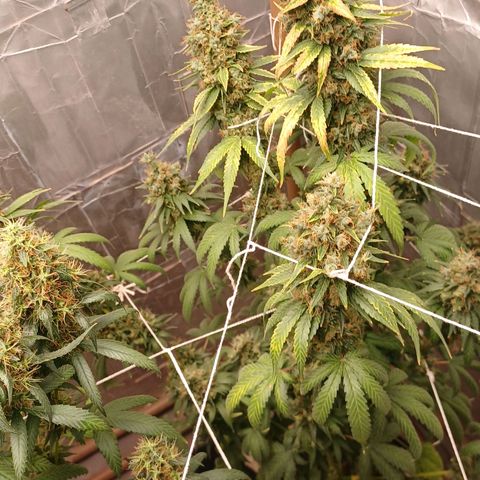 BIB BUD growlog photo: Colheita