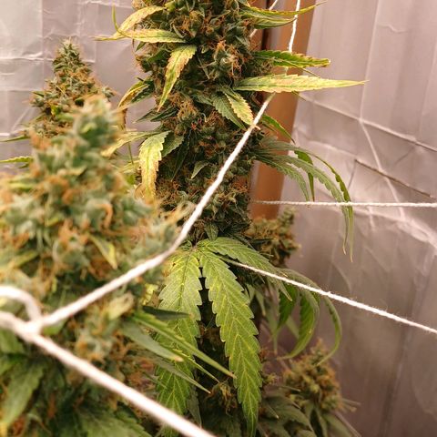 BIB BUD growlog photo: Colheita