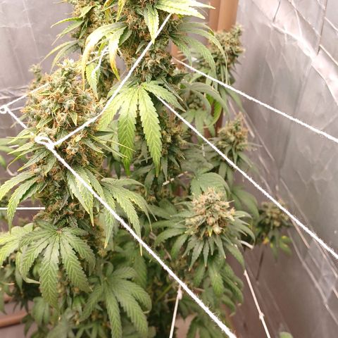 BIB BUD growlog photo: Colheita
