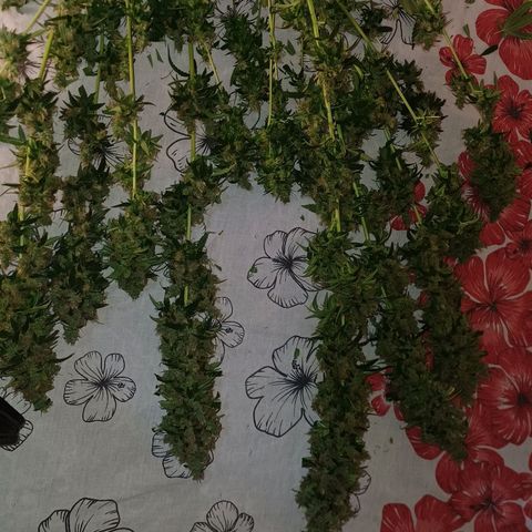 BIB BUD growlog photo: Colheita