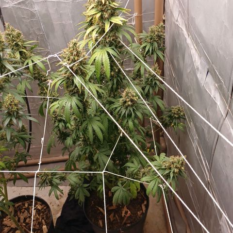 BIB BUD growlog photo: Colheita