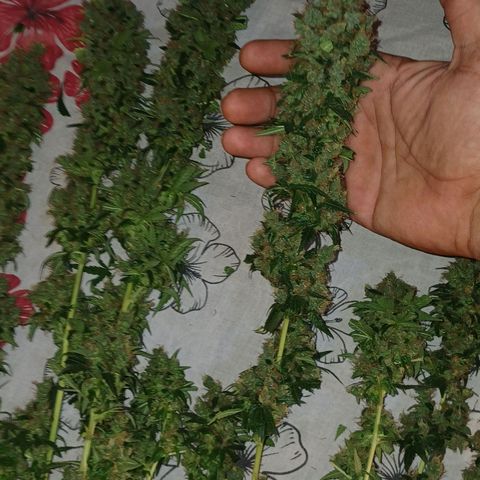 BIB BUD growlog photo: Colheita