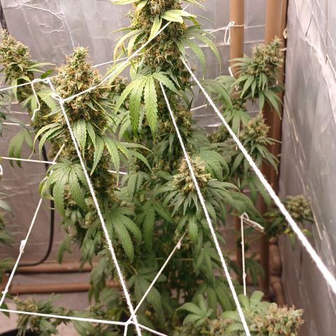 BIB BUD growlog photo: Colheita