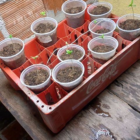 BIB BUD growlog photo: Inicio de ciclo
Das profundezas   ( 04 reg.)
Kank-bode: metal ( 07 reg.)