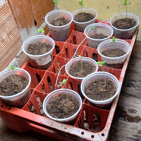 BIB BUD growlog photo: Inicio de ciclo
Das profundezas   ( 04 reg.)
Kank-bode: metal ( 07 reg.)
