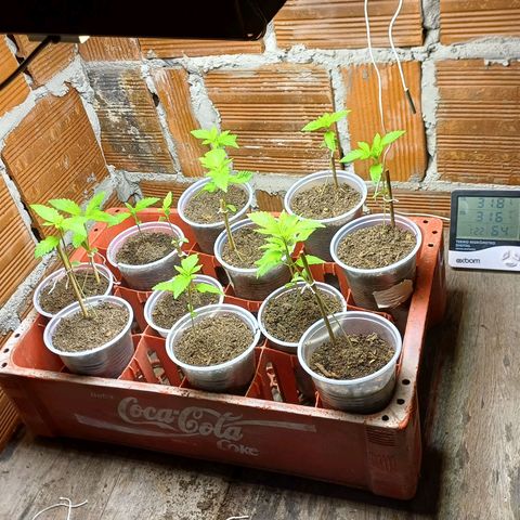 BIB BUD growlog photo: Inicio de ciclo
Das profundezas   ( 04 reg.)
Kank-bode: metal ( 07 reg.)