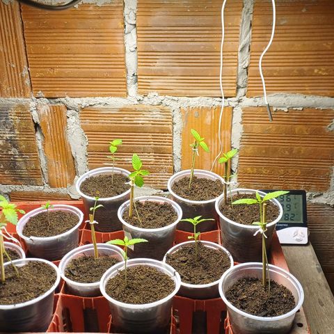 BIB BUD growlog photo: Inicio de ciclo
Das profundezas   ( 04 reg.)
Kank-bode: metal ( 07 reg.)