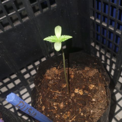 RUSIA (GEA SEEDS)  growlog timeline photo