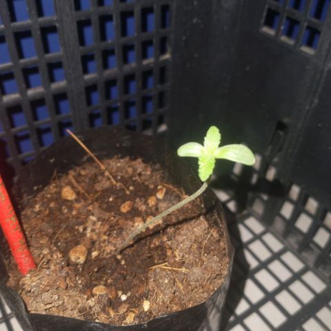 AMNESIA PRO (GEA SEEDS) growlog timeline photo