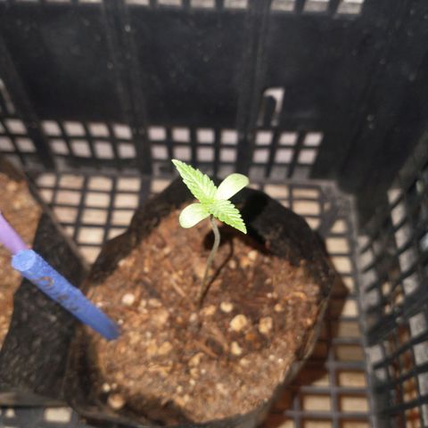 RUSIA (GEA SEEDS)  growlog timeline photo