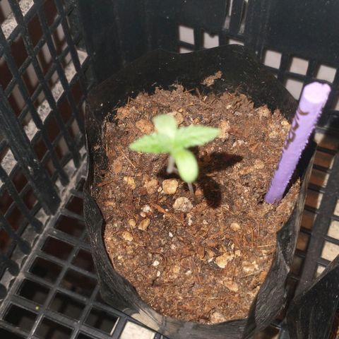 NORTHERN KUSH (GEA SEEDS) growlog timeline photo