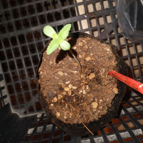 AMNESIA PRO (GEA SEEDS) growlog timeline photo