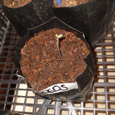 Gorilla girl xl auto (SWEET SEEDS) growlog photo: Recién nacida está niña 