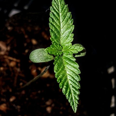 RUSIA (GEA SEEDS)  growlog timeline photo