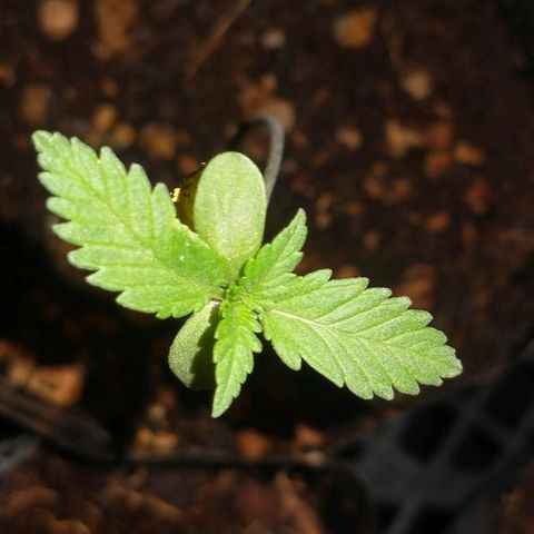 JACK ORANGE (GEA SEEDS) growlog timeline photo