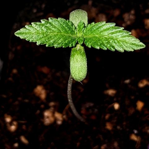 NORTHERN KUSH (GEA SEEDS) growlog timeline photo