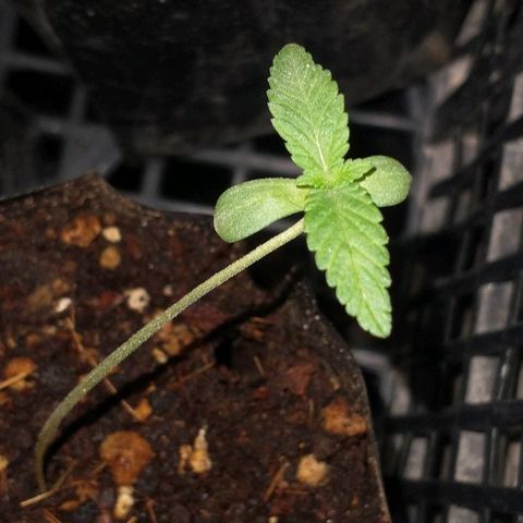 AMNESIA PRO (GEA SEEDS) growlog timeline photo