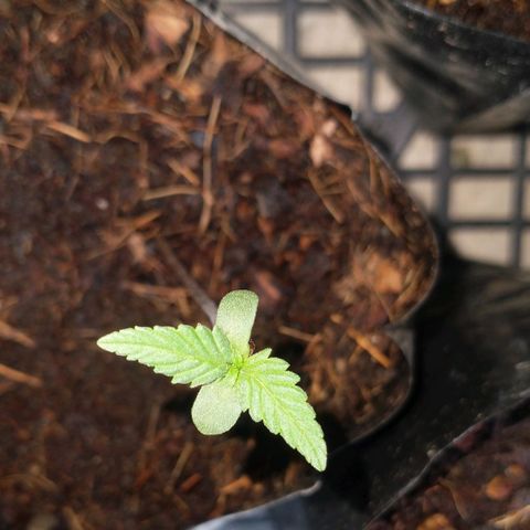 Gorilla girl xl auto (SWEET SEEDS) growlog timeline photo